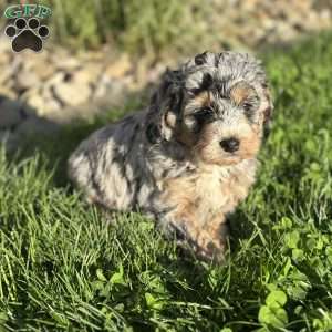Moana, Mini Bernedoodle Puppy
